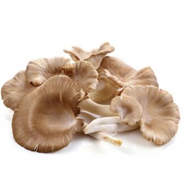 Ciuperci pleurotus