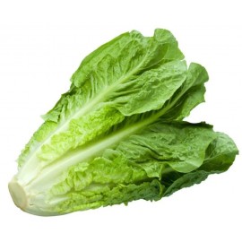 Salata romaine