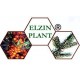 Elzin Plant